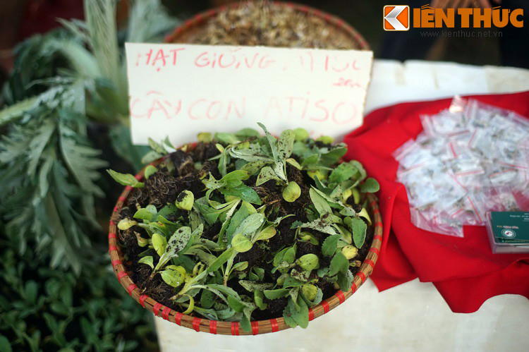 Hạt giống và cây atiso non, loại nông sản đặc trưng của Đà Lat.