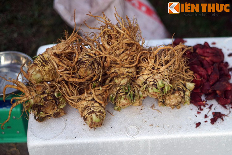 Sâm đương quy, một loại thảo dược có ứng dụng.