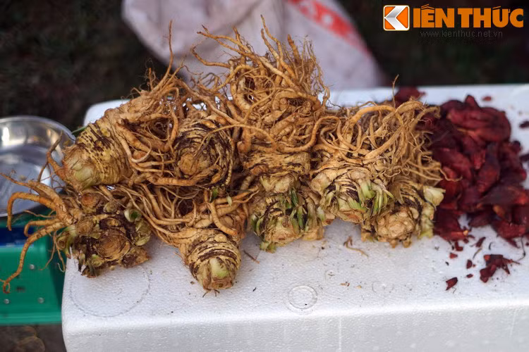 Sâm đương quy, một loại thảo dược có ứng dụng.