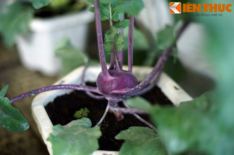 Một giống su hào có màu tím lạ mắt được giới thiệu. Phiên chợ rau hoa Đà Lạt sẽ kéo dài hết ngày 2/1/2020 nhằm phục vụ du khách trong kỳ nghỉ Tết Dương lịch.