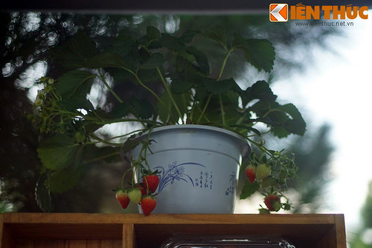 Một chậu dâu tây cảnh được trưng bày tại phiên chợ.