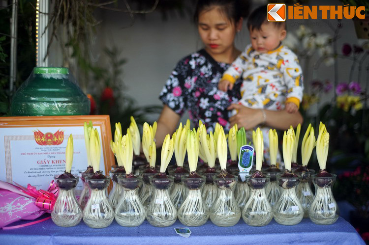 Cũ tiên ông thủy sinh, một loại cây cảnh có hình thù độc đáo.