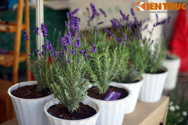 Hoa oải hương trông tại làng hoa Vạn Thành của Đà Lạt, một nông sản nhận được sự quan tâm của nhiều du khách. Tại phiên chợ, nhiều giống nông sản mới và công nghệ sản nông sản tiên tiến đã được giới thiệu.