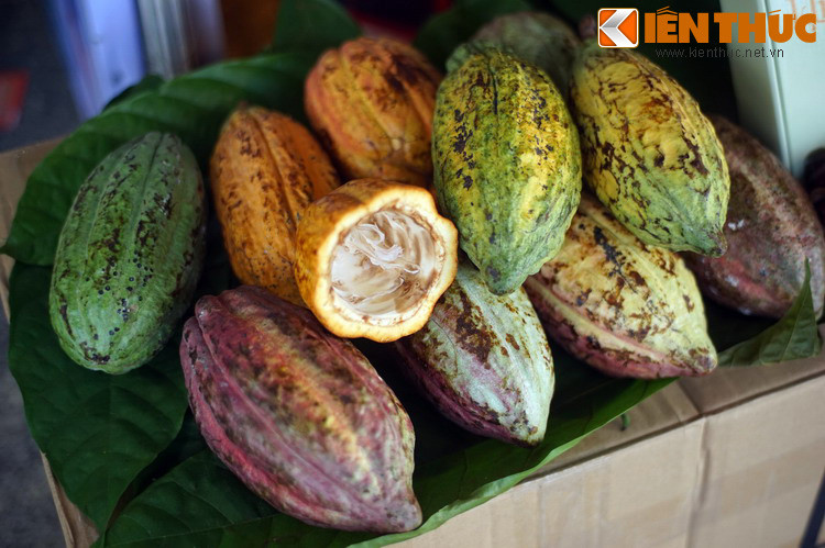Trái ca cao tươi, nguyên liệu làm chocolate, bột ca cao...