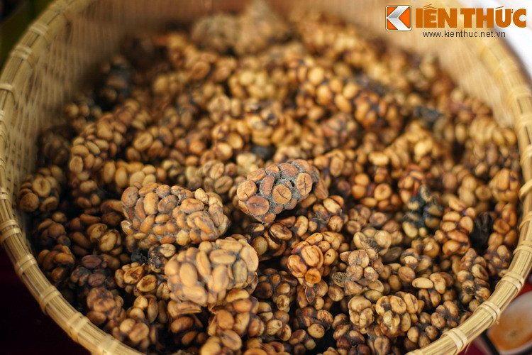 Cà phê chồn dạng thô, sản phầm của một trang trại cà phê chồn ở Đà Lạt.