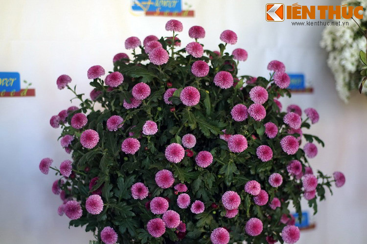 Một giống hoa cúc của Hàn Quốc.