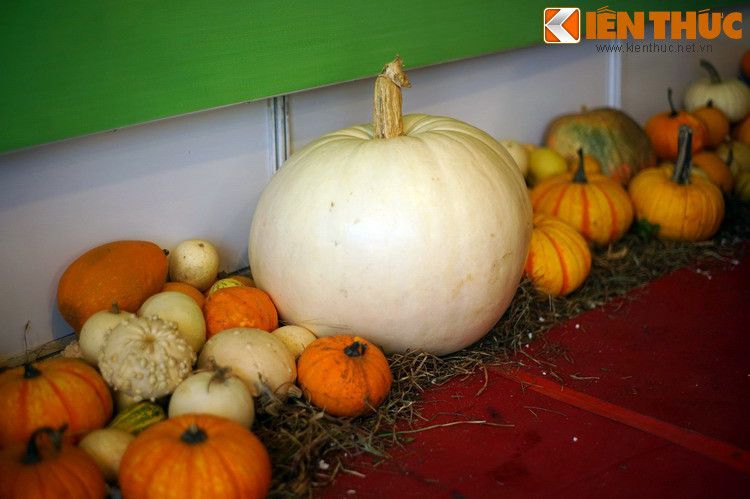 Các chủng loại bí ngô với màu sắc và hình dáng đa dạng được trưng bày tại phiên chợ. Phiên chợ rau hoa Đà Lạt có sự góp mặt của 33 doanh nghiệp trong nước, trong đó phần lớn đến từ TP Đà Lạt và các địa phương lân cận, và 2 doanh nghiệp đến từ Nhật Bản và Hàn Quốc.