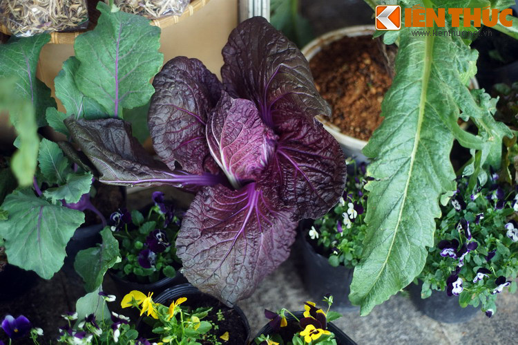 Một giống bắp cải tím.