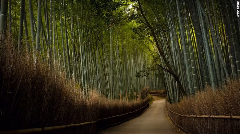 Để vào ngôi chùa Tenryu nổi tiếng ở ngoại ô Kyoto, du khách sẽ đi qua rừng tre Sagano.