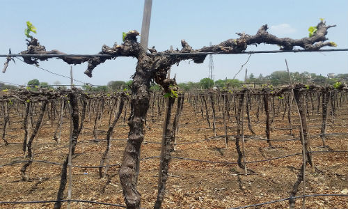 Cách đây vài năm, khu vực này từng là một vườn nho tươi tốt.