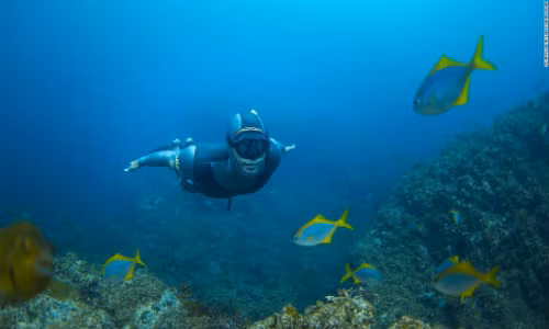 Crusoe Island Lodge ở Chile là một trong những điểm đến lý tưởng cho người thích khám phá đáy đại dương. Nước ở đây rất lạnh nên bạn phải chú ý chọn bộ đồ lặn phù hợp.