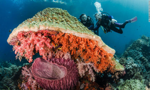 Khu nghỉ dưỡng Misool Eco ở Indonesia có những rạn san hô tuyệt đẹp.