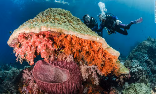 Khu nghỉ dưỡng Misool Eco ở Indonesia có những rạn san hô tuyệt đẹp.