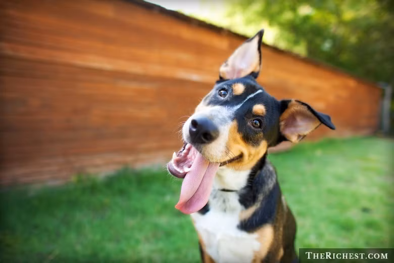 Nước Mỹ quả thực tồn tại nhiều điều luật kỳ quặc. Tại bang Oklahoma, bạn có thể phải ngồi tù nếu trêu chọc một chú chó.