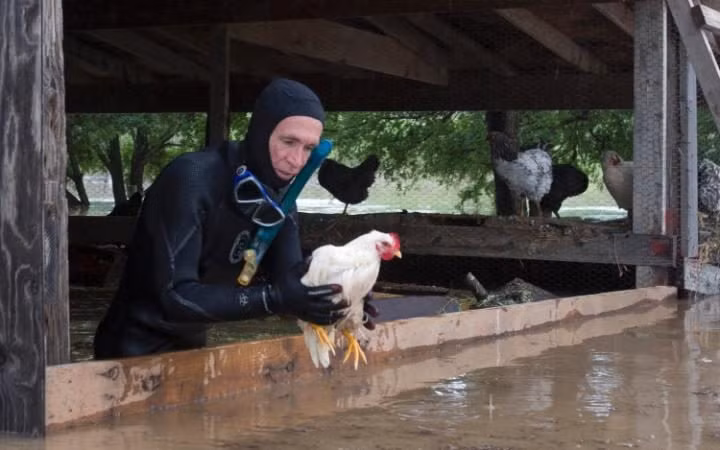 Glen Townsley đưa những chú gà ra khỏi khu vực bị ngập ở quận Parker, bang Texas.