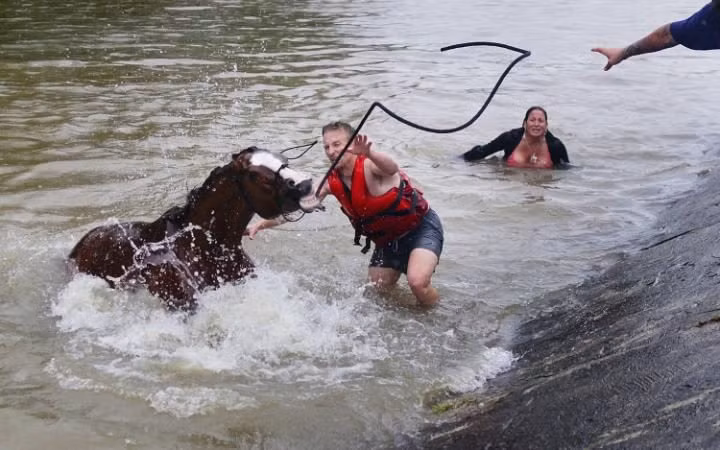 Những chú ngựa được giải cứu.