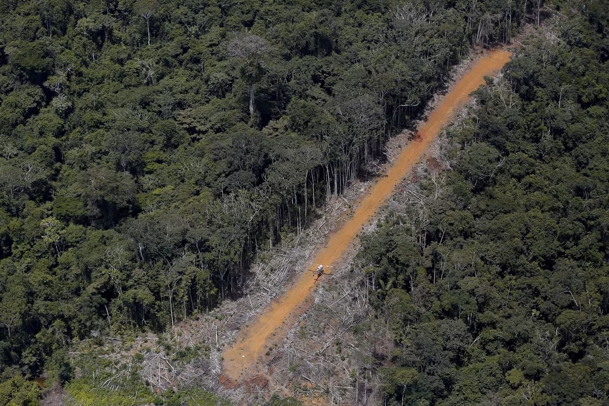 Được biết, phần lãnh thổ có diện tích hơn 9,5 triệu ha là nơi cư ngụ của khoảng 27 nghìn người dân bản địa Yanomami. Vùng đất thuộc sở hữu của người Yanomami từ năm 1992 nhưng đám vàng tặc vẫn khai thác trái phép khu vực này, chặt cây và "đầu độc" những dòng sông bằng thủy ngân.