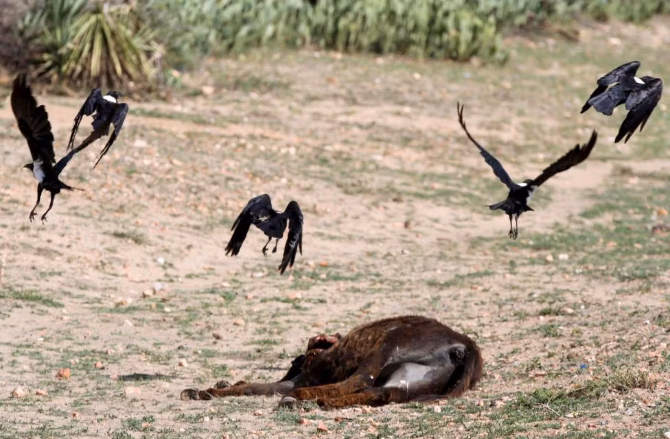Lũ chim lượn quanh xác một con lừa ở Masvingo, Zimbabwe ngày 21/1/2016.