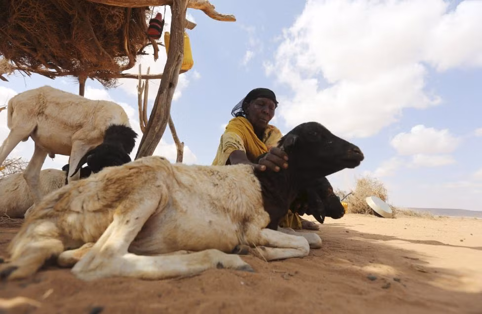 Hiện tượng El Nino gây ra tình trạng hạn hán nghiêm trọng ở nhiều khu vực khắp Châu Phi khiến cuộc sống người dân đảo lộn. Ảnh: Người phụ nữ và những chú cừu tại khu trại tạm bợ ở thị trấn Marodijeex.