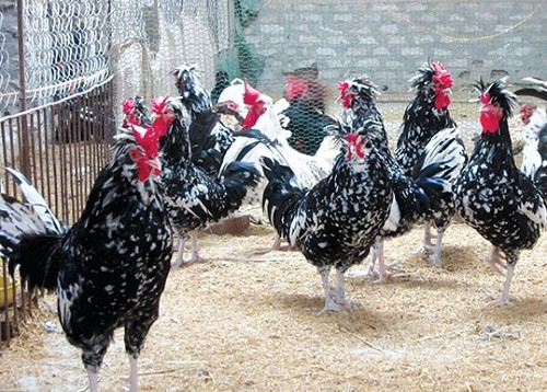 Hiện giá của mỗi con gà Quý Phi cảnh dao động từ 500.000 đồng đến 2,5 triệu đồng. Nhiều con có màu đặc biệt có thể được trả giá lên đến chục triệu đồng.