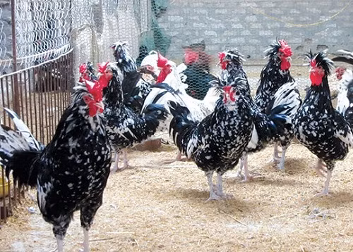 Hiện giá của mỗi con gà Quý Phi cảnh dao động từ 500.000 đồng đến 2,5 triệu đồng. Nhiều con có màu đặc biệt có thể được trả giá lên đến chục triệu đồng.