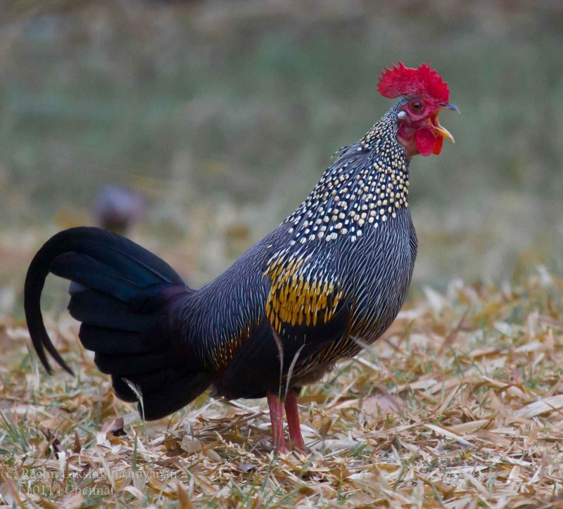 Gà rừng đang trở thành trào lưu mới nuôi làm thú cưng. Trong số đó, giống gà đỏ tai trắng là phổ biến nhất. Chúng có bộ lông sặc sỡ, cựa nhọn và dáng thon.