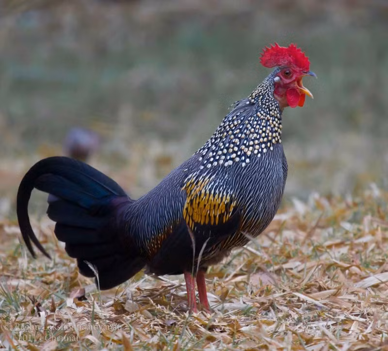 Gà rừng đang trở thành trào lưu mới nuôi làm thú cưng. Trong số đó, giống gà đỏ tai trắng là phổ biến nhất. Chúng có bộ lông sặc sỡ, cựa nhọn và dáng thon.