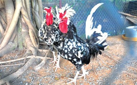 Gà Quý Phi được nhập từ Anh về nhưng dễ nuôi do phù hợp với khí hậu Việt Nam. Gà quý phi có màu lông đẹp, mã sắc, sức đề kháng tốt là những đặc điểm khiến cho giới chơi gà ưa chuộng.