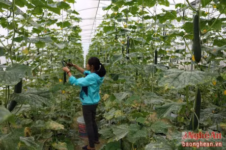 Nhà vườn này cũng lần đầu tiên trồng thử 340 gốc giống dưa chuột Nhật nhưng chỉ sau 2 tháng đã cho năng suất đạt khá cao từ 1,5 đến 2 tấn. Anh Trương Vũ Hoàng, chủ của hệ thống này cho biết, rau sau khi thu hoạch được các siêu thị bao tiêu sản phẩm hoàn toàn, mỗi vụ thu lãi từ 120 - 150 triệu đồng. Đây cũng là mô hình nông nghiệp công nghệ cao đầu tiên của huyện Anh Sơn. Ảnh: Báo Nghệ An.