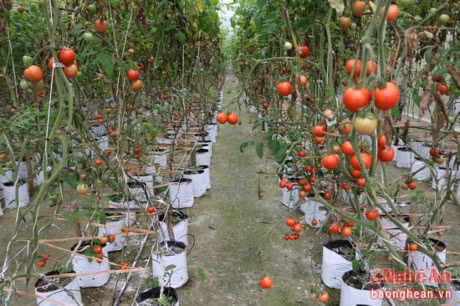 Đây là một nhà vườn lưới trồng rau quả theo công nghệ Israel của gia đình anh Trương Vũ Hoàng, một hộ nông dân ở xã Hội Sơn (huyện Anh Sơn, Nghệ An). Nhà vườn này chuyên trồng các loại rau củ quả cao cấp như cải bó xôi, dưa chuột Nhật, cà chua Đà Lạt... Ảnh: Báo Nghệ An.