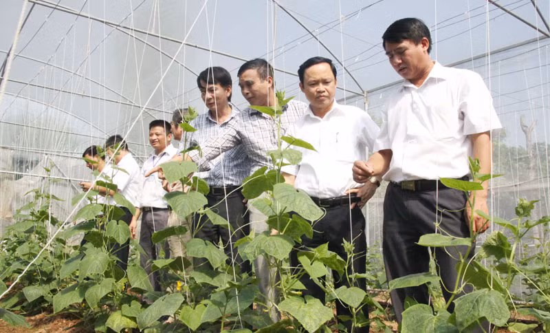 Ở Hà Nội cũng có một nông trại nhà lưới trồng rau sạch theo công nghệ của Israel được nhiều người biết đến, đó là vườn rau của anh Hoàng Đức Nhâm (xã Liên Hà, huyện Đông Anh). Vườn rau của anh rộng 2.000m2, với số vốn đầu tư ban đầu 300 triệu xây dựng mô hình nhà lưới. Quy trình tưới, bón phân nhỏ giọt được đầu tư, lắp đặt đến từng gốc cây theo công nghệ Israel giúp tiết kiệm tối đa nguồn nước sử dụng và ngày công chăm sóc. Hệ thống mái vòm cao kín giúp giảm thiểu tối đa ảnh hưởng bất lợi từ thời tiết. Ảnh: Kinh Tế Đô Thị.