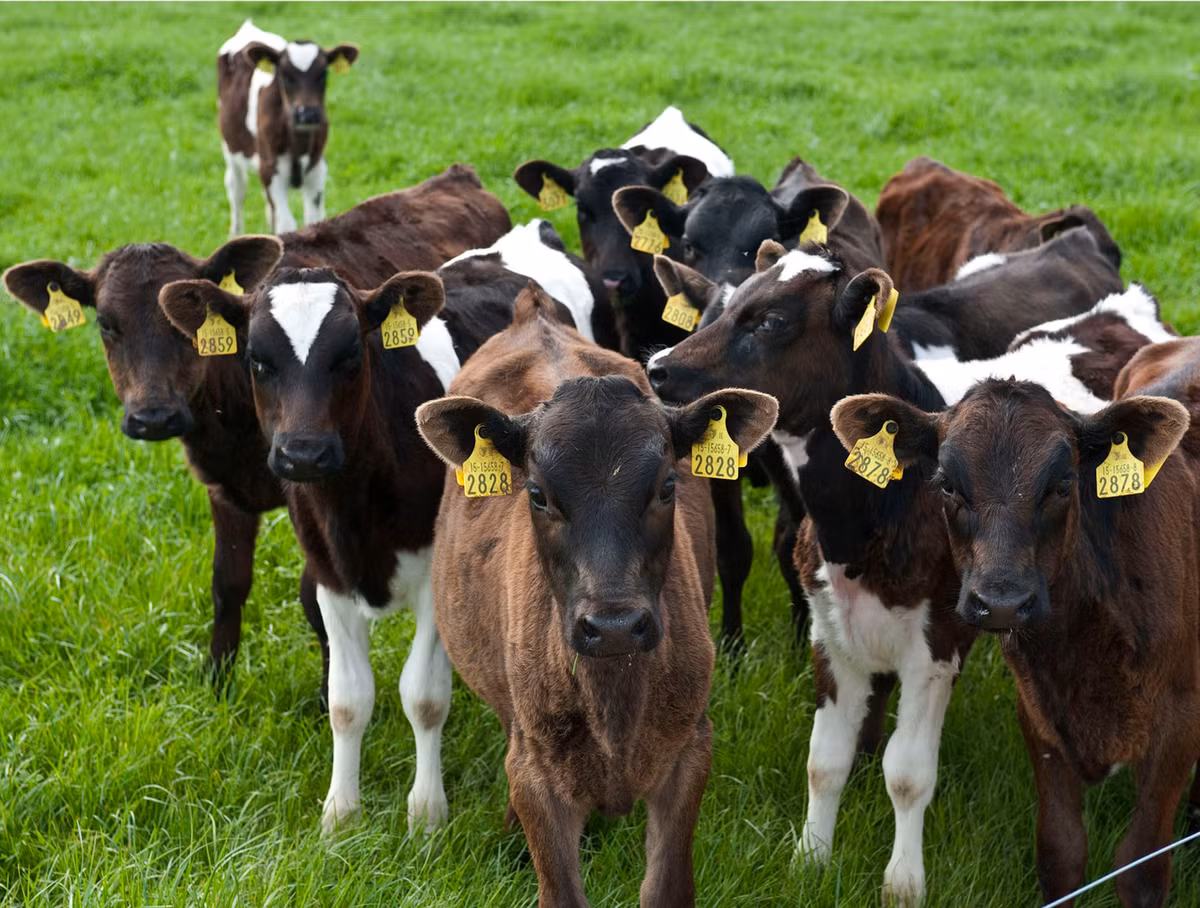 Tuy nhiên, một số người vi phạm luật lệ cấm ăn thịt bò nên đối mặt với hình phạt khủng khiếp.