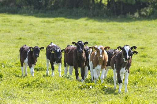 Theo ghi chép của du khách người Đức Jacob Reutenfels, Sa hoàng Ivan Khủng khiếp từng ra lệnh thiêu sống 3 công nhân ngoại quốc vì cả gan giết và ăn thịt một con bê.