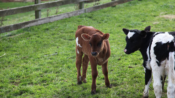 Việc giết một con bò được xem là hành động quỷ dữ. Theo đó, số lượng bò ở Nga ngày càng tăng lên do người dân không giết và ăn thịt bò.