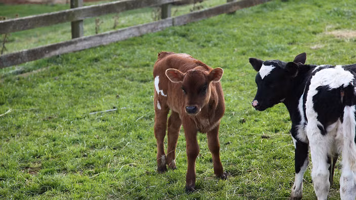 Việc giết một con bò được xem là hành động quỷ dữ. Theo đó, số lượng bò ở Nga ngày càng tăng lên do người dân không giết và ăn thịt bò.