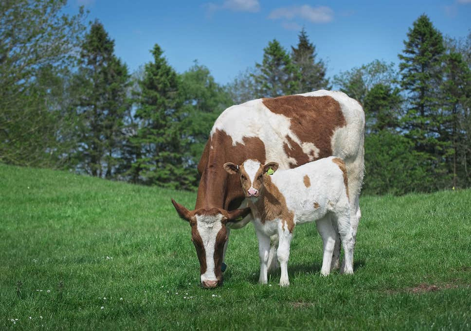 Hành động giết và ăn thịt bò từng bị cấm dưới thời Sa hoàng Nga. Nguyên do là vì người dân Nga quan niệm nuôi bò là để tạo ra sữa nuôi sống con người.