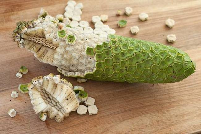 Loại quả này còn có tên là "quái vật" vì từ "Monstera" đã có nghĩa là "quái vật", còn từ "deliciosa" có nghĩa là ngon.