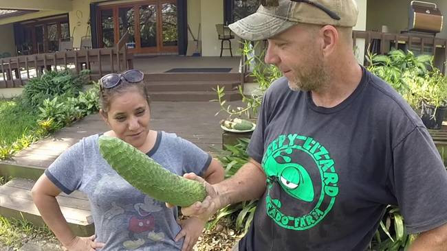 Bởi khi chín, lớp vỏ bên ngoài bong ra để lộ phần thịt màu trắng bên trong.