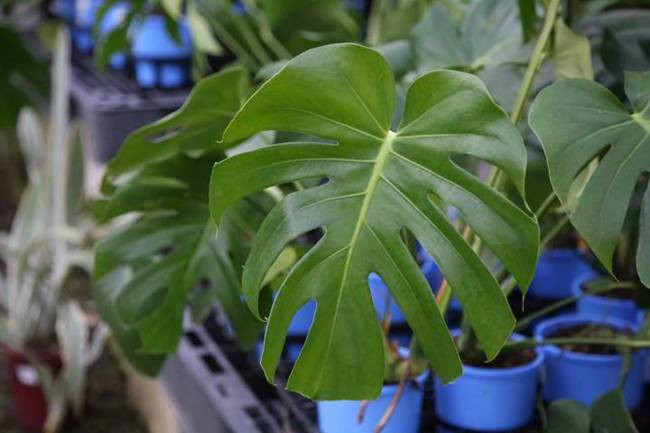 Giá bán của cây Monstera deliciosa làm cảnh dao động từ 500.000 đồng - 1,5 triệu đồng/cây.