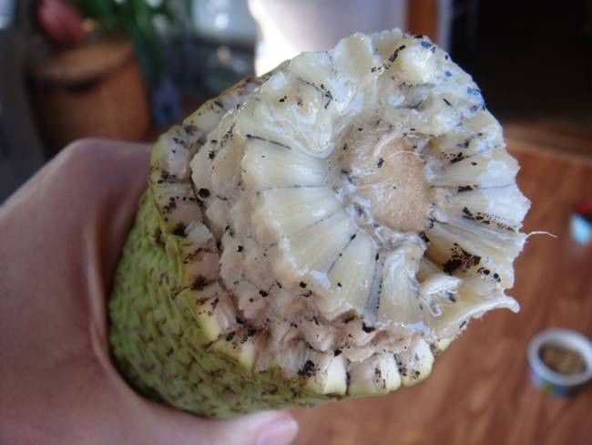 Thời gian để quả chín có thể kéo dài tới 1 năm, lâu hơn các loài thực vật khác. Quả chỉ ăn được khi đã chín.