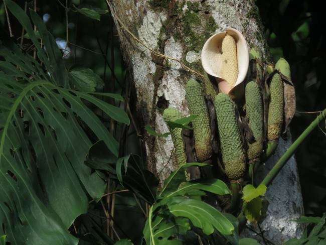 Còn khi quả chưa chín không được ăn, vì chứa độc. Lá của cây chứa kali oxalate có thể gây kích ứng họng, phát ban trên da. Ngoài ra, quả chưa chín chứa đầy axit oxal.