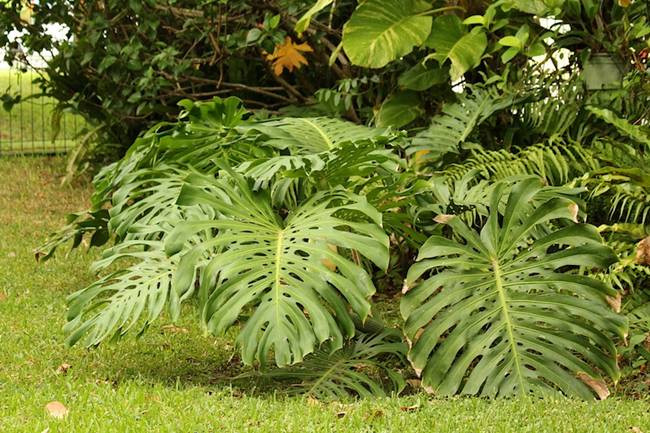  Loại quả Monstera deliciosa có nguồn gốc từ các khu rừng nhiệt đới ở Nam Mexico, Panama, sau đó được đưa sang trồng ở các nơi khác.