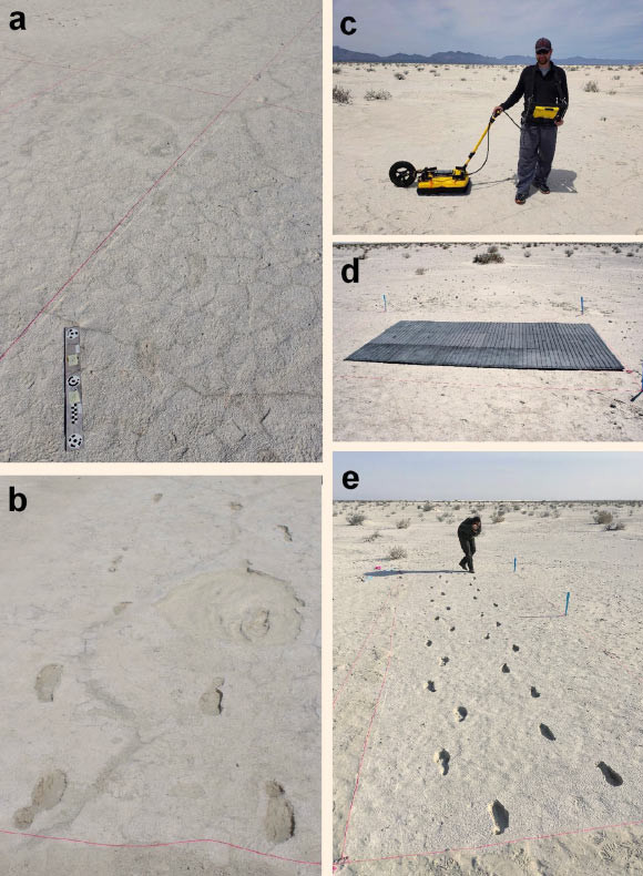 Thomas Urban, nhà khoa học nghiên cứu tại Cornell và là tác giả chính của nghiên cứu cho biết: "Chúng tôi chưa bao giờ nghĩ đến việc nghiên cứu những gì xảy ra bên dưới một dấu chân hóa thạch. Tuy nhiên, những tác động của sức nặng từ động vật khổng lồ và con người thời xa xưa được lưu giữ một cách tuyệt vời".