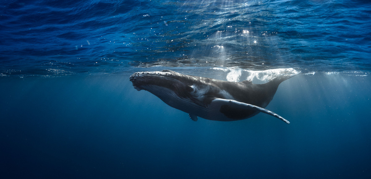 Tuy nhiên, một số nhà nghiên cứu khác cho rằng cá voi không có liên quan đến những dấu chân bí ẩn này.