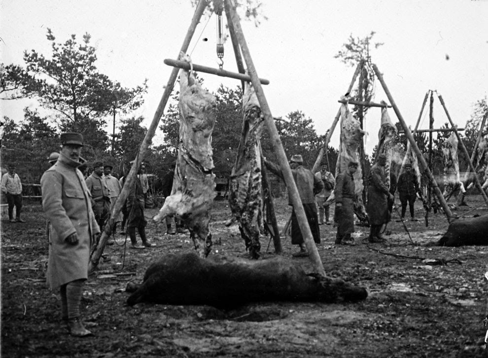 Những con vật to lớn được xẻ thịt làm thức ăn phục vụ binh sĩ trên mặt trận Champagne, miền đông nước Pháp.