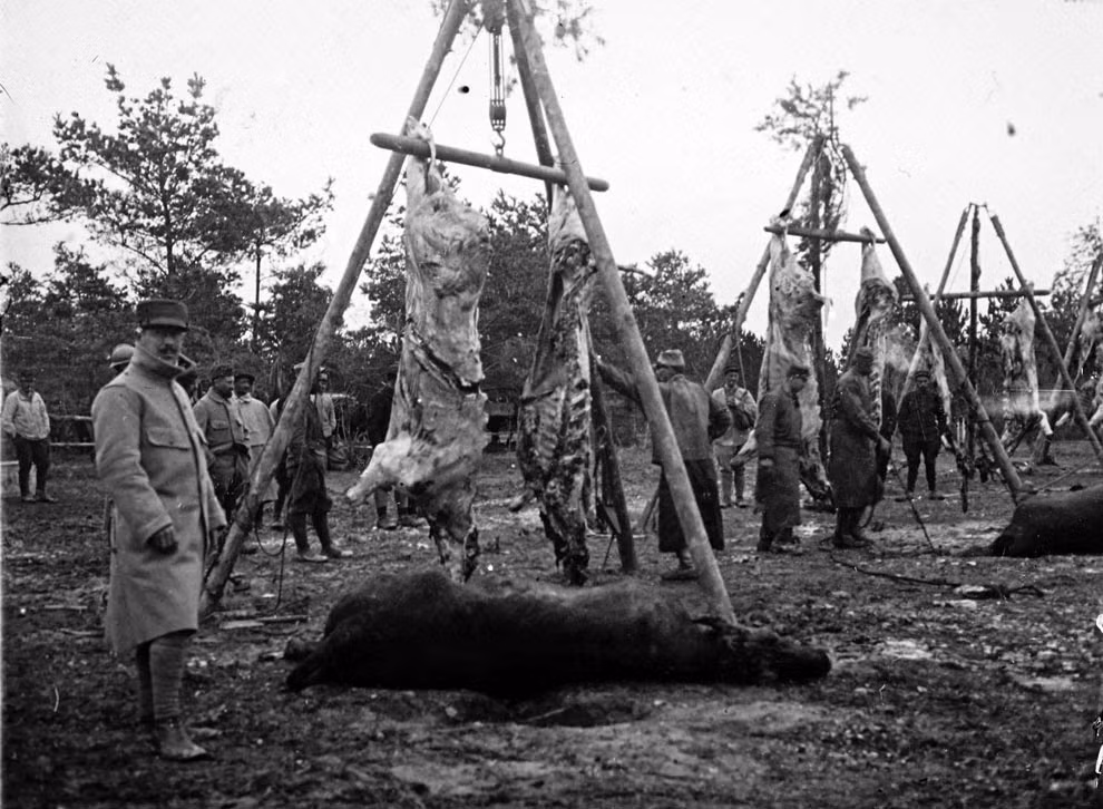 Những con vật to lớn được xẻ thịt làm thức ăn phục vụ binh sĩ trên mặt trận Champagne, miền đông nước Pháp.
