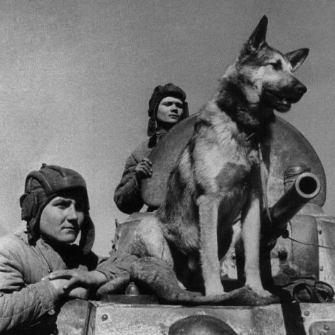 Kế đến, Liên Xô bố trí bom gắn vào những chú chó đã được huấn luyện chạy về phía xe tăng địch.