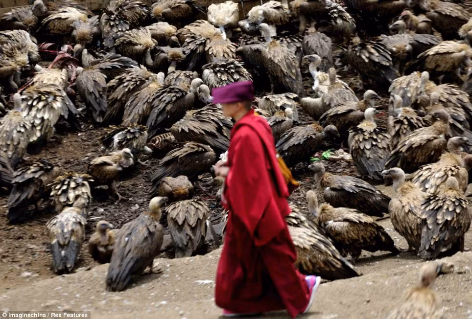 Khi cỗ xe xuống cấp, không còn sử dụng được nữa thì linh hồn rời đi. Khi ấy, cỗ xe từng chở linh hồn được dùng làm thức ăn cho các loài vật khác. Video: Không gian văn hóa Tây Tạng giữa lòng Hà Nội (nguồn: VTC10)