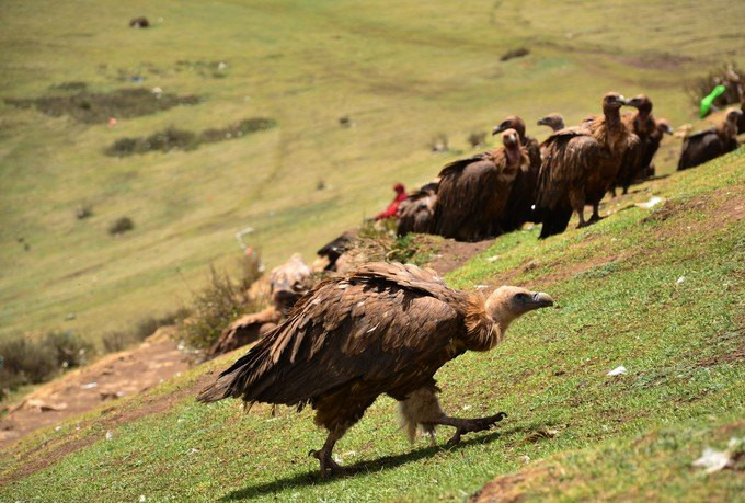 Kế đến, người Tây Tạng đốt cây bách xù để thu hút những con kền kền đến. Đối với người Tây Tạng, kền kền được coi là loài vật linh thiêng.