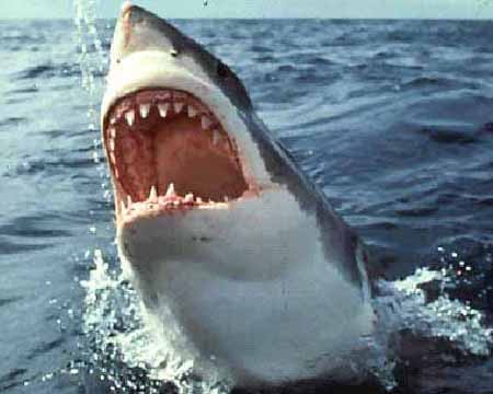 Xác suất con người bị "xóa sổ" cũng lớn hơn khả năng một người bị cá mập tấn công là 1/650.000.